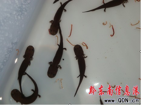 �P�����˹���B(y��ng)��ֳ�����~�@�óɹ����D��