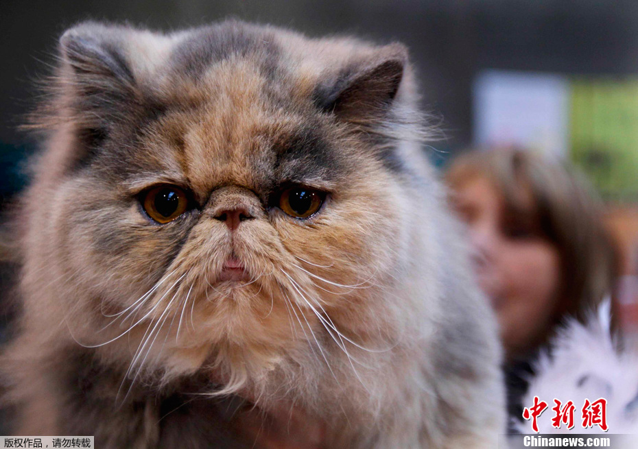 ��ɫ؈�䡰���涷�G��