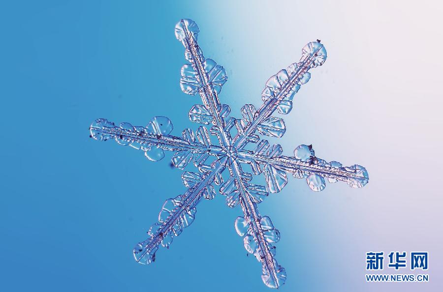 ������ѩ����������