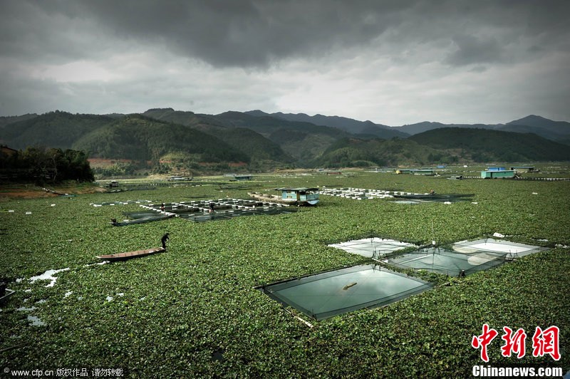 福建古田縣閩江水葫蘆肆虐如同草原
