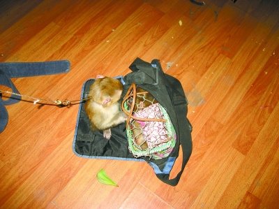 ��Ů��7000Ԫ�Wُ�����I���J�� �u�����̾�