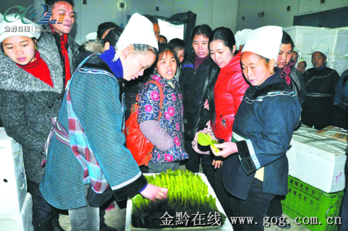 榕江農技培訓5年助2.3萬余人脫貧