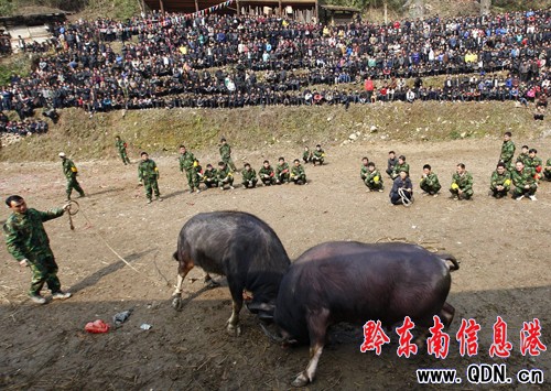 劍河巫沙村舉辦斗牛、踩蘆笙等文娛活動(圖)