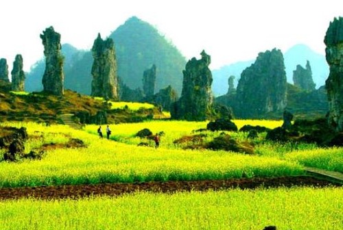 最適尋花問柳 多彩貴州春意正濃