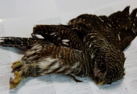 雷公山保護區首次發現國家Ⅱ級保護鳥類斑頭鵂鹠