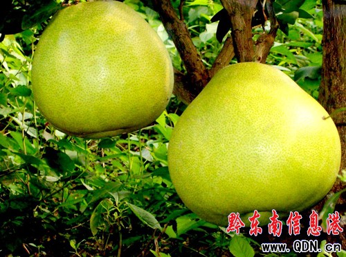 �얿h��˼�ݡ����ĵ��֮a�I�lչ�^�죨�D��