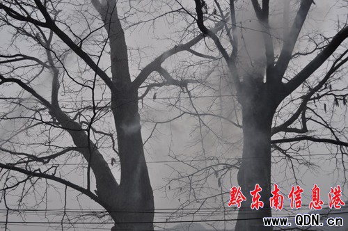 千年古樹(shù)莫名起火 施秉消防緊急處置(圖)