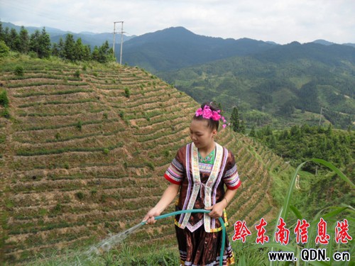 黎平綠茶碎片變廢為寶(圖)