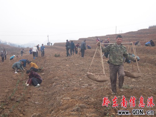 岑鞏縣陽春三月干部群眾種茶忙(圖)