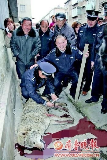 ɽ�|��������һֻ�� �������l�l�����ǂ����¼�