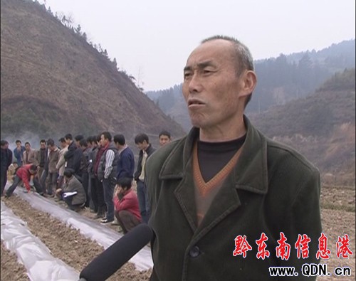 天柱:技術干部深入一線指導煙農移栽煙苗