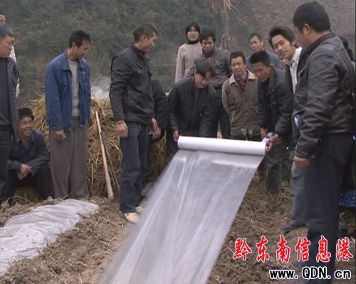 天柱:技術干部深入一線指導煙農移栽煙苗