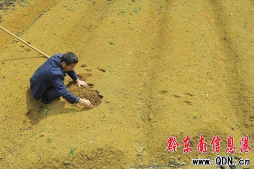 低溫陰雨天氣致凱里太子參受損嚴重(圖)