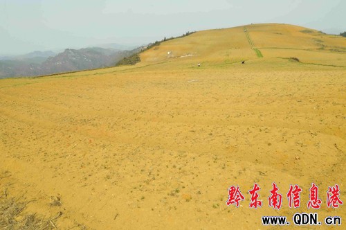 低溫陰雨天氣致凱里太子參受損嚴重(圖)