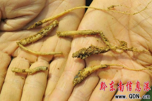 低溫陰雨天氣致凱里太子參受損嚴重(圖)