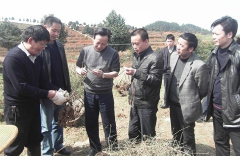 州委組織部部長王貴到黃平檢查指導(dǎo)藍(lán)莓工作