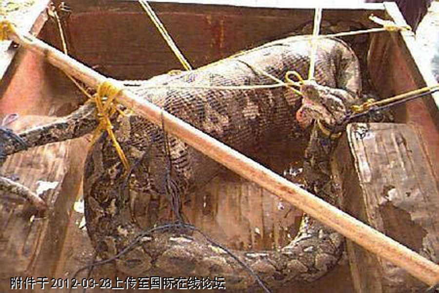 悲劇!巨蟒吞食農婦被村民打死(組圖)