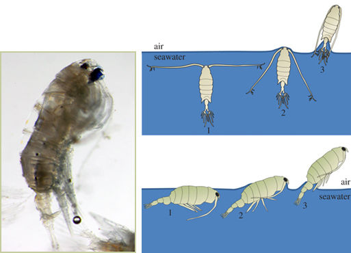 ���ƌW�Ұl�F�����������S���� �߶������L40��