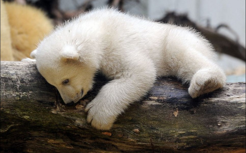 萌倒眾人的小北極熊阿諾莉