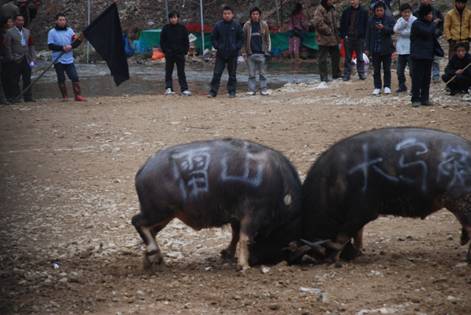 著名畫家戴順智日記三則:我去黔東南看斗牛