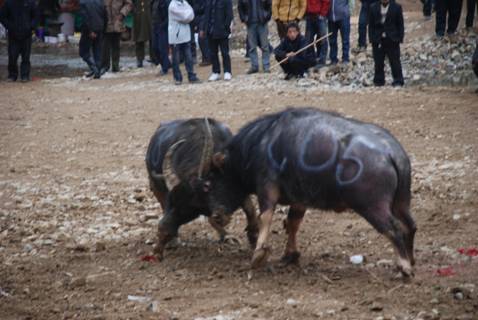 著名畫家戴順智日記三則:我去黔東南看斗牛
