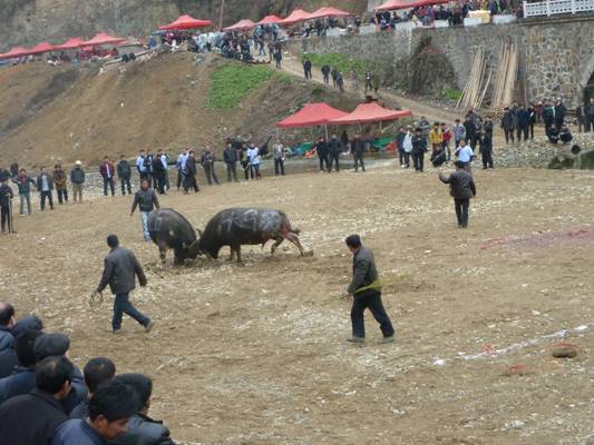 著名畫家戴順智日記三則:我去黔東南看斗牛