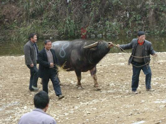 著名畫家戴順智日記三則:我去黔東南看斗牛