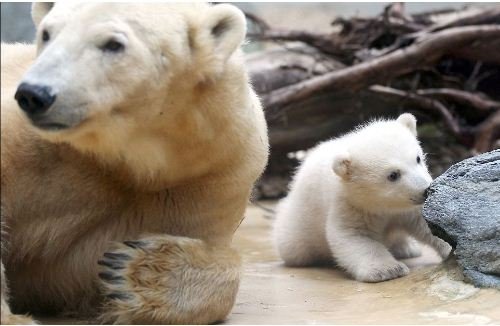 ��С���O������̎Ů�� ģ�ӿɐ��ȵ�����(�D)