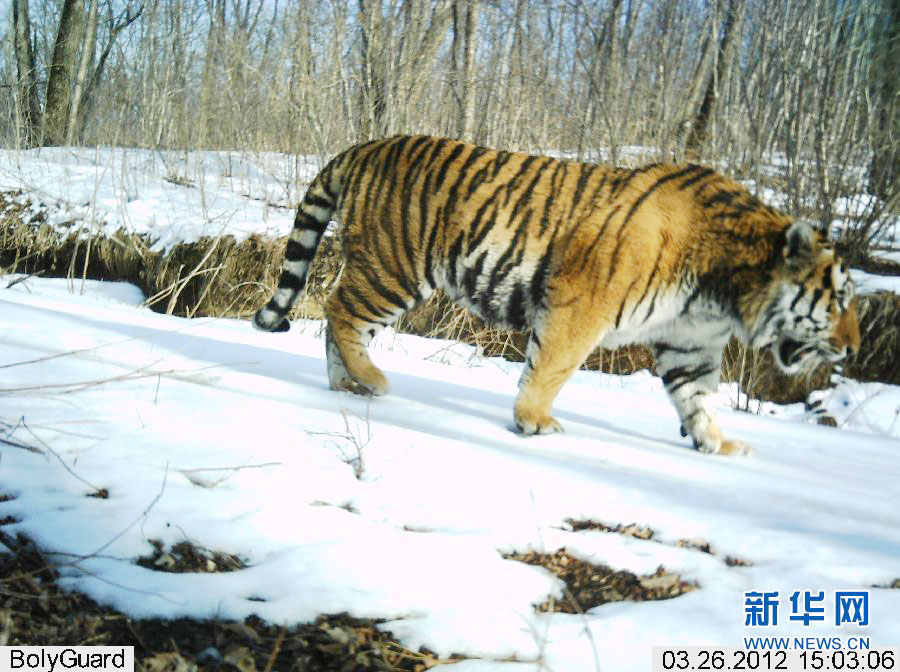 吉林琿春拍攝到野生東北虎、遠東豹