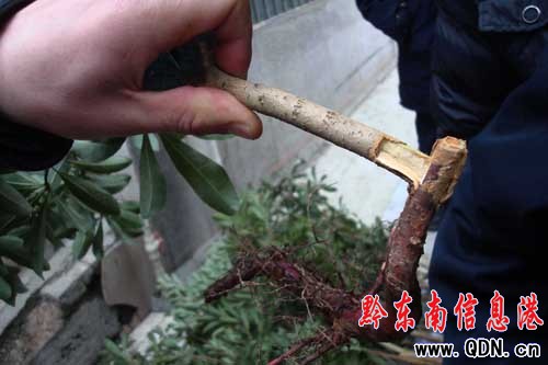 商販行騙假樹苗 工商查獲兩千株(圖)