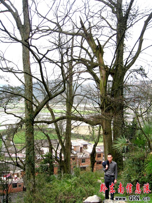 護寨神樹千年櫸 金山銀山不易主(組圖)