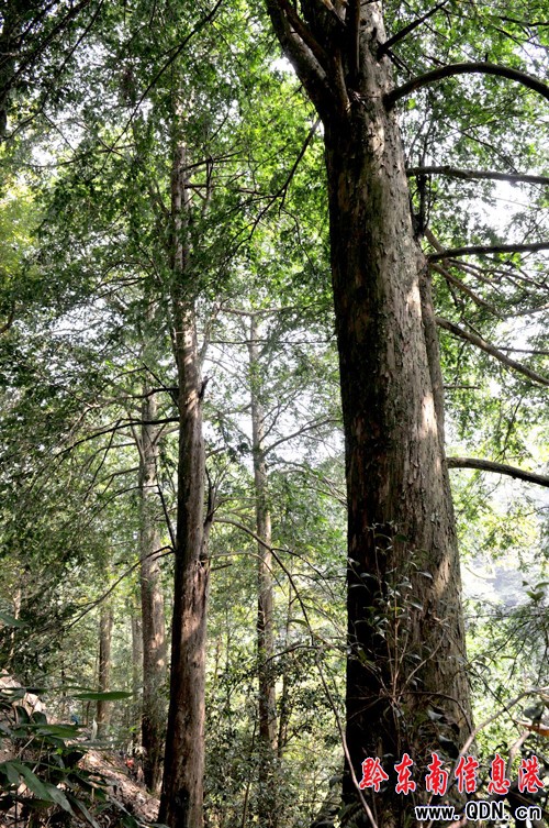 護寨神樹千年櫸 金山銀山不易主(組圖)