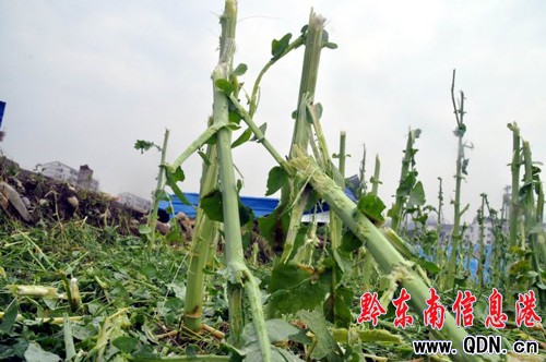 臺(tái)江罕見(jiàn)冰雹25人受傷 治療費(fèi)用政府“買單”