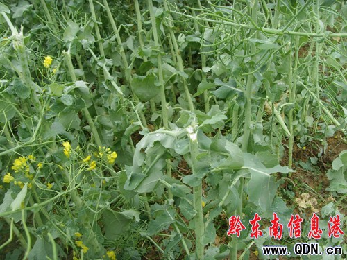 錦屏縣:銅鼓鎮遭受風雹襲擊損失折款459萬元