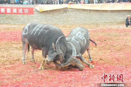 ��Ȫ����ȴ�ѩ���滨��(ji��)��ţ����ِ�_ِ(�D)