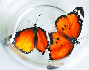 ��c�����u��Ī˹�� ����һ������40�fֻ(�D)