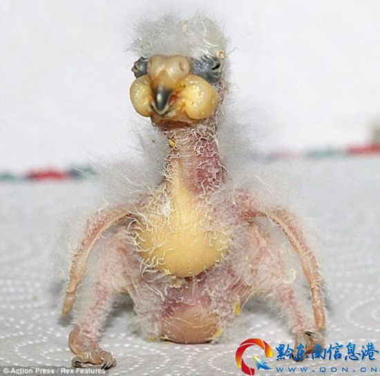 德國動物園誕生奇丑鸚鵡遭父母遺棄(圖)