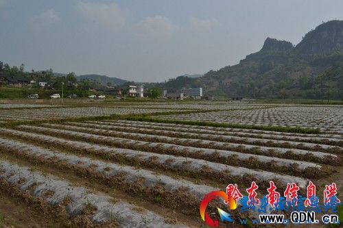 凱里組織干部到 “無公害蔬菜”基地參觀考察