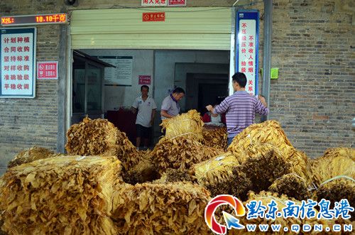 岑鞏3萬余畝“黃金葉”鼓足煙農錢袋子