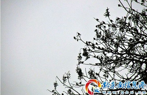 ��ǧС�B��Ⱥ�Y꠹���Sƽ������Ůկ