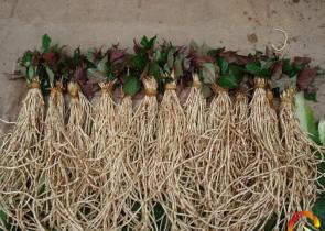 �۶���Ҳ�И� ���ң��۶����������в����V