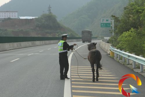 交警牽著馬兒走