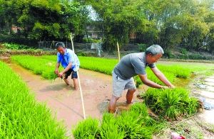 “摸黑”做農(nóng)活