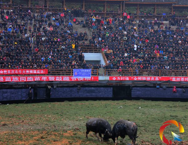 雷山“五一”活動看點玩點多 苗嶺斗牛 苗族飛歌