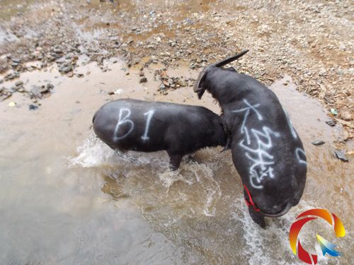 �D��5��1���S����e�kţ������ِ