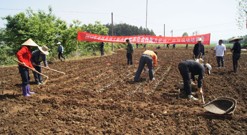 種植大戶親自體驗測土配方玉米施肥效果