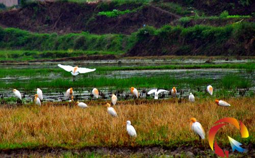 ��hѿϪ�@�F��������