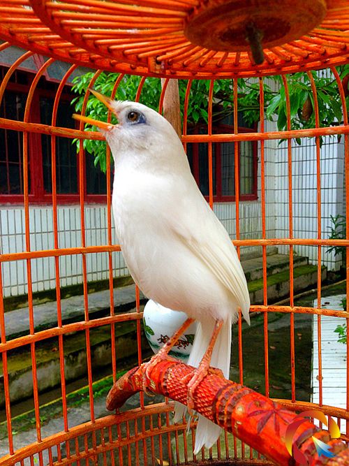 �Sƽ�h�ǅ^��һֻ�׮�ü  �����ϰ��4�fُ�I���