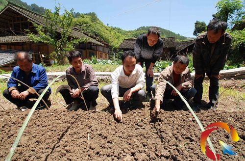 ��կ�h�ϸ��l(xi��ng)ʯ��壬�r(n��ng)���ˆT����?y��n)?z��i)�񂃂��ں����������g(sh��)��