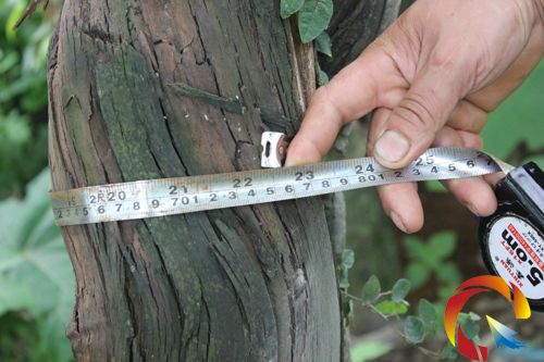 ���y�������ј�������_0.75��